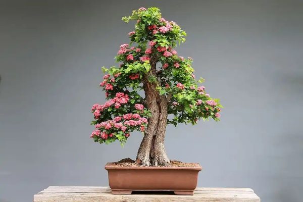 Bonsai-Plants-1.jpeg