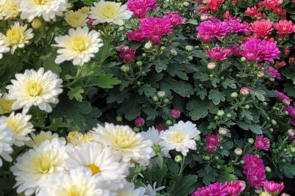 Flowers.jpeg