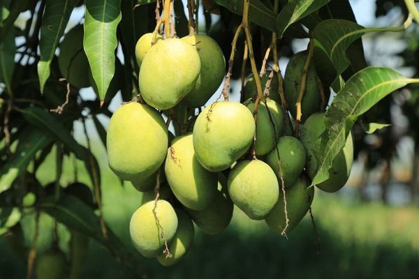 Fruits.jpeg