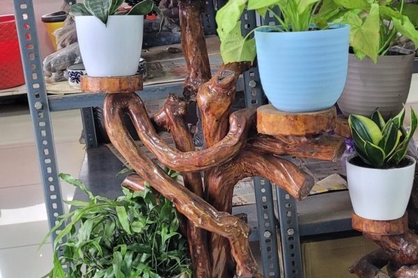 Gift-Plants.jpeg