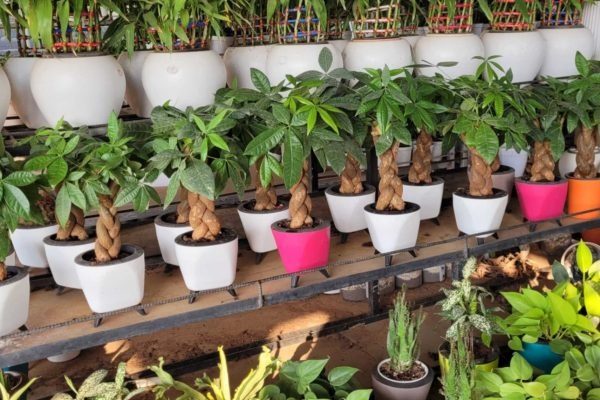 Indoor-Plants.jpeg